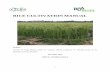 RICE CULTIVATION MANUAL · 2020. 7. 25. · Project on International Agriculture (KOPIA), this manual covers rice cultivation with emphasis on best practices on rice cultivation that
