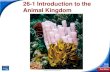 26-1 Introduction to the Animal Kingdom...Animal Kingdom Phyla Phylum Porifera – sponges Phylum Cnidaria – sea anemones, jellyfish, hydra . End Show Slide 35 of 49 Phylum Platyhelminthes