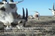 Conservation of scimitar-horned oryx & their arid steppe ... · Citation: Petretto, M., Gilbert, T & Riordan, P. (2019) Conservation of scimitar-horned oryx & their arid steppe habitat