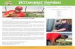 Bittersweet Gardens · gratitude towards our shared partnership with you. Your support of Bitter-sweet Farms and our Gardens team is making dreams come true as people are learning