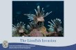 The Lionfish Invasion - Florida Fish and Wildlife ... · Lionfish have become successfully established in nonnative range and are classified as the worst marine invasion to date .