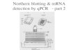 Northern blotting & mRNA detection by qPCR - part 2stan.cropsci.illinois.edu/courses/cpsc265/class5-ppt.pdf · Northern blotting & mRNA detection by qPCR - part 2 “It has not escaped
