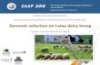 Itsasne Granado-Tajada & Eva Ugarte · Itsasne Granado-Tajada & Eva Ugarte. Breeding program of Latxa breed (1984) • Dairy sheep breed native from Basque Country and Navarre (Spain)