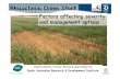 Rhizoctonia Onion Stunt - appsnet.org · Onion Stunt across different soils • Over different soils proportion of coarse sand generally related to stunt severity • Other parameters