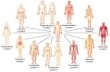 Human organ systems - MR. VOLKMANN'S SJHS WEBSITE...Human organ systems •The human body is composed of 11 organ systems. •We have covered 7 in this course. - Circulatory - Immune