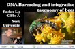 DNA Barcoding and integrative Packer L.; taxonomy of bees ... · Soluções para os Problemas Full-time assistance is now available for 6 months for database curation. Material transfer