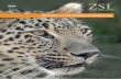 RecoveRy of the leopaRd in azeRbaijanideacampaign.org/.../recovery-leopard-azerbaijan.pdf · 4 A scenario for the recovery of the leopard in the Caucasus and in Azerbaijan 30 4.1