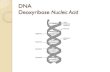 DNA Deoxyribose Nucleic Acid...Genome > chromosome > DNA > gene. The genome of an organism refers to its complete genetic makeup and includes the organism's entire set of chromosomes.