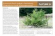 Eastern Red-cedar: Positives, Negatives and Management · Positives Wildlife Eastern red-cedar is a native species and can be beneficial to wildlife, de-pending on the amount present