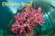 Dampier Strait Diving Indonesia’s — On Foot in Raja Ampat · Diving Raja Ampat — Some basic geography Raja Ampat, or the “Four Kings”, refers to the four main islands of