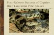Post-Release Success of Captive bred Louisiana Pine Snakes...The Louisiana pine snake (Pituophis ruthveni) Most endangered reptile in the U.S. 1st and only SSP for a U.S. reptile Only