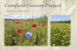 Cornfield Flowers Project - WordPress.com...Annual Newsletter 2014-15 The Project future As many of you were no doubt aware, the Cornfield Flowers Project was coming to a crossroads