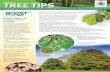 Bartlett Tree Tips - Spring 2012 · 2017. 5. 17. · be a cosmetic pest. They feel that insecticide control measures are not required. However, Bartlett scientists assert that due
