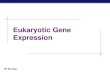 Eukaryotic Gene Expression - WordPress.com · Evolution of gene regulation Eukaryotes multicellular evolved to maintain constant internal conditions while facing changing external