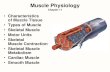 No Slide Titlephipd16661/Chap11_Muscle.pdf · 2012. 10. 4. · Skeletal Muscle Innervation •Skeletal muscles are activated by motor neurons •Motor Neurons branch out of the central