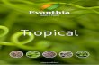 Tropical - HortiContact...“Opportunities don’t happen. You create them.” Discover all of our unique products in this catalog. Nico Grootendorst n.grootendorst@evanthia.nl