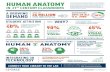 GCT18432959 HUMAN ANATOMY INFOGRAPHIC 10 3 17...HUMAN ANATOMY IN 21ST CENTURY CLASSROOMS STUDENT ATTRITION Technology that incorporates visualization and interactive tools are essential