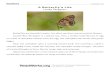 A Butterfly’s Life - WordPress.com€¦ · What is the theme of “Celebrate Flag Day”? a) parades and why people have them b) Flag Day and the American flag c) American holidays
