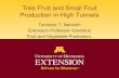 Tree Fruit Production in Minnesota High Tunnels Tunnel Fruit... · Tree Fruit and Small Fruit Production in High Tunnels Terrance T. Nennich Extension Professor/ Emeritus . Fruit