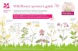 Wild flower spotter’s guide€¦ · ü ü ü ü ü ü ü ü Wild flower spotter’s guide During the summer wild flowers bring vibrant colour to meadows, grasslands and verges.