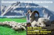 Domestic / Wildlife Interactions• Domestic/Wildlife interactions may pose a threat to both wildlife and domestic animals • Alaskan Collaborative Partnership: – Producers, wildlife
