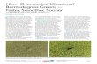 Non-Overseeded Ultradwarf Bermudagrass Greens — Faster ... of pitfalls that must be avoided. Several misconceptions and pitfalls are summarized in the following points: Misconception: