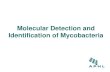 Molecular Detection and Identification of Mycobacteria...Mycobacteria 5 Some assays can be utilized for the detection of members within the MTB complex directly on primary specimens.\