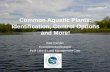 Common Aquatic Plants: Identification, Control Options and More! · 2017. 5. 12. · aquatic plants •Extremely fast acting –Plant die off in a matter of days •Short half-life