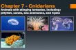Chapter 7 - Cnidarians - Ms. Murray's Biology · anemones (2), coral (3) and hydra (4). 3 classes: 1. Scyphozoa 2. Anthozoa 3. Hydrozoa Phylum Cnidaria . Cnidarians Jellyfish . The