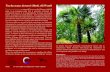 Trachycarpus fortunei (Hook.) H · Trachycarpus fortunei (Hook.)H.Wendl Trachycarpus fortunei, commonly known as the Chinese windmill palm, is an evergreen palm that is primarily
