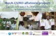 BecA-CSIRO aflatoxin project - WordPress.com · Focus: aflatoxin in preharvest maize in Kenya and Tanzania. Considered ongoing projects for synergy and impact. 1. Establish aflatoxin