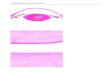 16 Receptors and sensory organs - 5m Publishingfs-1.5mpublishing.com/5mbooks/veterinaryHistology/16/Anteriorseg… · 16 Receptors and sensory organs. Anterior segment of eye Simple
