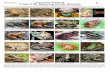 WEB VERSION Luzon Island, Philippines 1 Frogs of Mt ...fieldguides.fieldmuseum.org/sites/default/files/rapid-color-guides-pdfs/051_Mt...Philippine Amphibians, An Illustrated Field