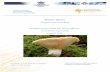 Lactifluus section Albati, The Fleecy milkcaps: A ......Master thesis by Serge De Wilde 3 Introduction The milkcaps There has been a revolution in the taxonomical classification of