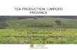 TEA PRODUCTION: LIMPOPO PROVINCE · • Location and Extent of Production –Mukumbani Tea Estate and 500ha est 1982 through clones –Tshivhase Tea estate and 577ha est 1973 through