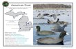 Waterfowl Identification Sheets - Michigan€¦ · Pictured Right: Male and female black ducks with varying plumage, distance and behavior (flying, etc.). Black Duck Image Credit: