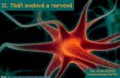 II. Tkáň svalová a nervová - Masaryk University · Hladká-z MYOCYTŮ–hladkých svalových buněk vřetenovitého tvaru - většinou mají 1 tyčinkovité jádro-V sarkoplazmě