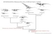 DINOSAURIA (Silesaurids-are-ornithisichians model)tholtz/G104/handouts/104... · DINOSAURIA Ornithischia DINOSAURIA (Silesaurids-are-ornithisichians model) Marginocephalia Ornithopoda