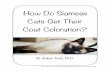 How Do Siamese Cats Get Their Coat Coloration? · their initial models of how they think Siamese cats get their coloration. Introducing the lesson Have students think about what they