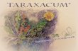 Taraxacum*store.shiitman.net/taraxacum/t_rus.pdfОдуванчик обыкновенный (лат. Taraxacum sect. Ruderalia) представля-ет род внешне похожих