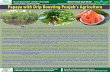 Punjab Irrigated-Agriculture Productivity Improvement ...ofwm.agripunjab.gov.pk/system/files/Mian_Abid_Papaya_Multan_0.pdf · Food scientists claim huge benefits of Papaya especially