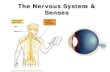 The Nervous System & Senses 1... · The Nervous System & Senses. Read “The Central Nervous ... What does our spinal cord do for us? A communication center of its own, with no input