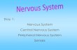 Day 1: Nervous System Central Nervous System Peripheral ... · Peripheral Nervous System: Is made up of many nerves. The job is to send information gathered by the body's sensory