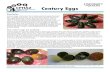 Century Eggs - Ontario Veterinary College · Century eggs are typically prepared from duck eggs, however they can also be made from chicken, quail, turkey, and goose eggs. There are