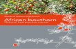 Weeds of National Significance African boxthorn · African Boxthorn National Coordinator in partnership with the Australian Government, funded by Caring for Our Country. The Coordinator