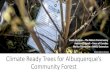 Climate Ready Trees for Albuquerque’s Community Forest...• Urban compaction tolerance • Alkaline Soil Tolerance • Wellrained soil requirement-d • Pests/disease susceptibility