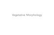 New Vegetative Morphology - Amborella · 2011. 4. 8. · Microsoft PowerPoint - Week06-Morphology-vegetative Author: Administrator Created Date: 4/8/2011 9:23:20 PM ...