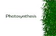 Photosynthesis and Respirationmarissachurch.weebly.com/uploads/1/9/5/6/1956266/... · Photosynthesis: Stage Two The electrons (energy) from stage one is used to make ATP The ATP is