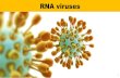 RNA viruses - BIOONO.com · 2020. 3. 20. · RNA viruses 2 Coronaviruses belong to a large family of RNA viruses that cause many diseases in humans - from the common cold to severe