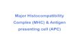 Major Histocompatibility Complex (MHC) & Antigen presenting …fac.ksu.edu.sa/sites/default/files/mhc_and_apc.pdf · Class II MHC molecules CD3-T cell receptor/CD4 Co-stimulatory